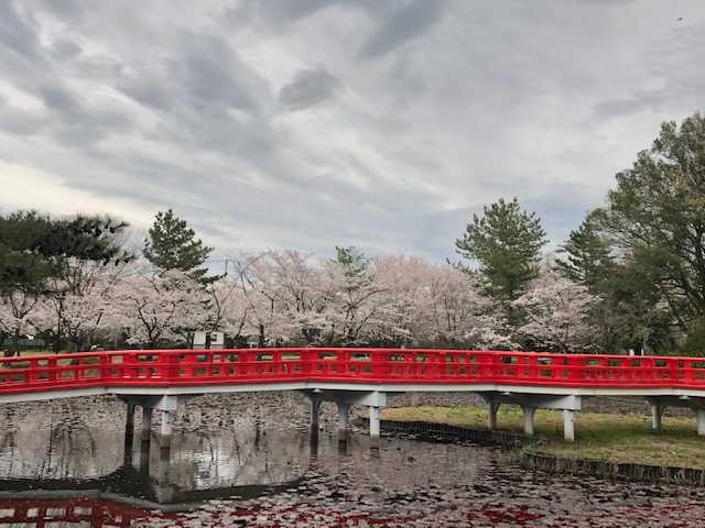 岩槻城址公園の桜の画像