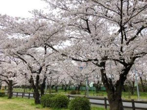 岩槻城址公園の桜の画像②